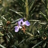 Rosmarinus Officinalis Ken Taylor Rosemary 5 gal. Container