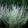 Perovskia Atriplicifolia Little Spire Russian Sage SP4 Container