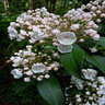 Kalmia Latifolia Mountain Laurel 36 in. Height Ball and Burlap
