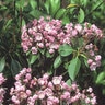 Kalmia Latifolia Mountain Laurel 36 in. Height Ball and Burlap