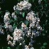 Kalmia Latifolia Mountain Laurel 36 in. Height Ball and Burlap