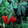 Cotoneaster Lacteus Red Clusterberry 5 gal. Container