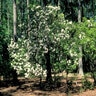 Kalmia Latifolia Mountain Laurel 36 in. Height Ball and Burlap