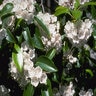 Kalmia Latifolia Mountain Laurel 36 in. Height Ball and Burlap