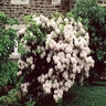 Kalmia Latifolia Mountain Laurel 36 in. Height Ball and Burlap