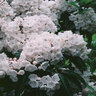 Kalmia Latifolia Mountain Laurel 36 in. Height Ball and Burlap