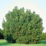 Taxus x media Hicksii Anglojap Yew 6 ft. Height Ball and Burlap