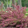 Weigela Florida Sonic Bloom Pink Proven Winners Weigela 5 gal. Container