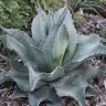Agave Ovatifolia Vanzie Whale's Tongue Agave 7 gal. Container