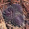 Sempervivum X Purple Beauty Houseleek
