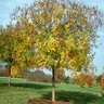 Koelreuteria Paniculata Golden Raintree 65 gal. Container