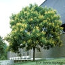 Koelreuteria Paniculata Golden Raintree 65 gal. Container