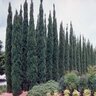 Cupressus Sempervirens Italian Cypress 15 gal. Container
