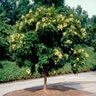 Koelreuteria Paniculata Golden Raintree 1 in. Caliper Ball and Burlap