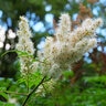 Sorbaria Tomentosa Kashmir False Spirea