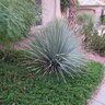 Dasylirion Wheeleri Spoon Yucca 1 gal. Container