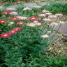 Tanacetum Coccineum Painted Daisy