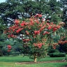 Lagerstroemia Indica X Fauriei Tuskegee Crape Myrtle Tree Form Standard 2 in. Caliper Ball and Burlap