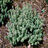 Thymus Pulegioides Aureus Golden Large Thyme SP4 Container