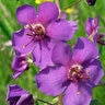 Verbascum Phoeniceum Mullein