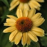 Echinacea X Sombrero Sandy Yellow Coneflower