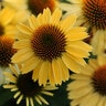 Echinacea X Sombrero Sandy Yellow Coneflower
