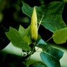 Liriodendron Tulipifera Tulip Tree 1 in. Caliper Ball and Burlap