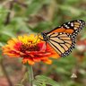 Monarch Butterfly Wildflower Mixture Seed Bulk