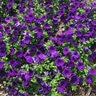 Petunia X Hybrida Supertunia Royal Velvet Proven Winners Petunia SP4 Container