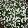 Petunia X Hybrida Supertunia Silver Spreading Petunia