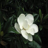 Magnolia Grandiflora Southern Magnolia 18 ft. Height Ball and Burlap