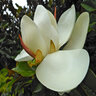 Magnolia Grandiflora Southern Magnolia 18 ft. Height Ball and Burlap