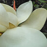 Magnolia Grandiflora Southern Magnolia 18 ft. Height Ball and Burlap