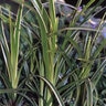 Carex Morrowii Ice Dance Japanese Sedge SP2 Container