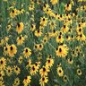Rudbeckia Hirta Black-Eyed Susan 2 gal. Container