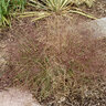Eragrostis Spectabilis Purple Lovegrass 1 gal. Container
