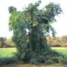 Pinus strobus Pendula Weeping Eastern White Pine 8 ft. Height Ball and Burlap