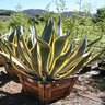 Agave Americana Opal American Aloe 25-30 gal. Container