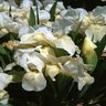 Iris Bright White Iris