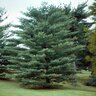 Pinus Strobus Eastern White Pine 8 ft. Height Ball and Burlap