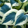 Hosta Blue Ivory Plantain Lily