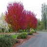 Acer Rubrum Burgundy Belle Red Maple 10 gal. Container
