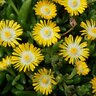 Delosperma X Jewel of Desert Peridot Ice Plant 1 gal. Container