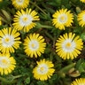 Delosperma X Jewel of Desert Peridot Ice Plant 1 gal. Container