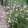 Gaura Lindheimeri Whirling Butterflies Gaura 1 gal. Container