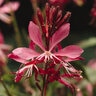 Gaura Lindheimeri Baltinrose Ballerina Rose Gaura