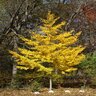 Ginkgo Biloba Maidenhair Tree 15 gal. Container