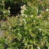 Vaccinium Angustifolium Lowbush Blueberry SP3 Container