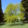 Gleditsia Triacanthos var. Inermis Sunburst Thornless Honeylocust 2 in. Caliper Ball and Burlap