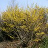 Hamamelis X Intermedia Arnold Promise Witch Hazel 48 in. Height Ball and Burlap